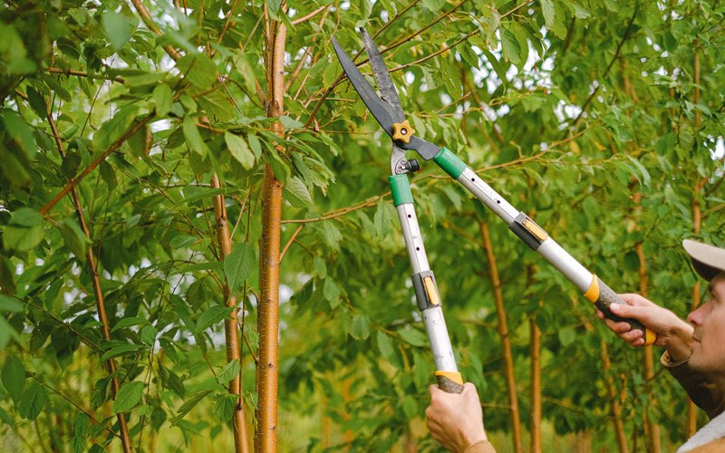 Tree trimming in Lapaz, IN